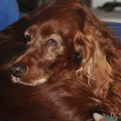 CASSIUS