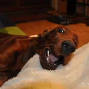 CASSIUS
