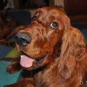 CASSIUS