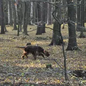 Návšteva u Jesinky