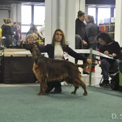 Výstava psov Bratislava