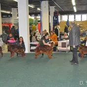 Výstava psov Bratislava
