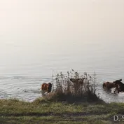 Výlet do Kalinkova k Dunaju
