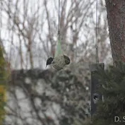 Calvinko alias Kevko