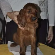 Okupácia