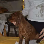 Okupácia
