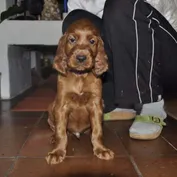 Okupácia