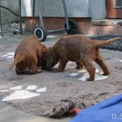 Šteniatka - vrh D 25. deň