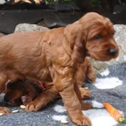 Šteniatka vrh D 8.týždeň