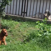 Šteniatka vrh D 11.týždeň