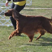 Komárom - trojdňová výstava, jeseň 2017