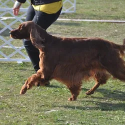 Komárom - trojdňová výstava, jeseň 2017