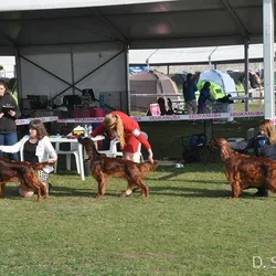 Komárom - trojdňová výstava, jeseň 2017