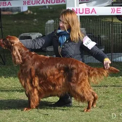 Komárom - trojdňová výstava, jeseň 2017