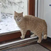 Kocúrik