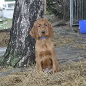ALAN