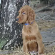 ALAN