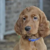 ALAN