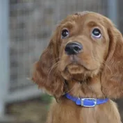 ALAN