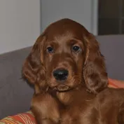 ALAN