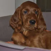 ALAN