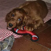 ALAN