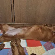 Spinkanie