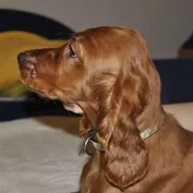 ALAN
