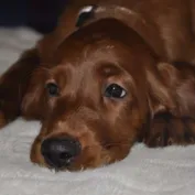 ALAN