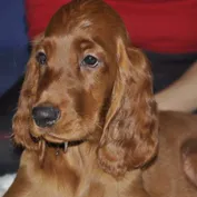 ALAN