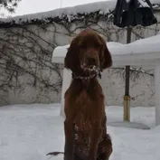 Naša Aisha