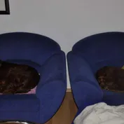 Útok na záhradu