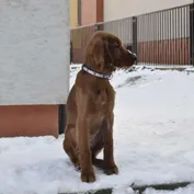 Krásavci na snehu