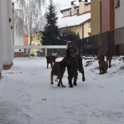 Návšteva